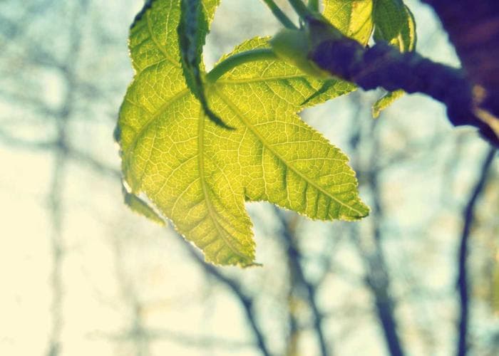 Yoga practitioner in a serene studio